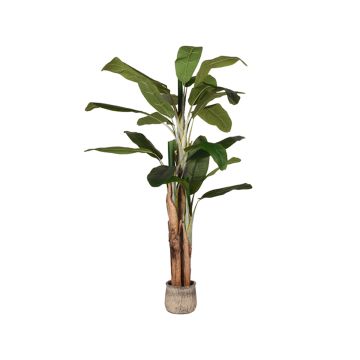  Musa: bananenplant 180 cm